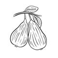 Pair of pears on branch with foliage sketch Royalty Free Stock Photo