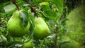 Pair of pears hanging on a tree, They look delicious and ripe Royalty Free Stock Photo