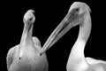 A pair of pelican