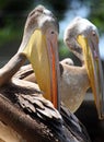 Pair of pelicans Royalty Free Stock Photo