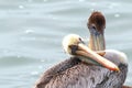 Pair of pelicans on the central coast of Cambria California USA