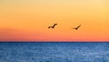 Pair of Pelicans Flying at Sunset Royalty Free Stock Photo