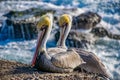 A Pair of Pelicans Royalty Free Stock Photo