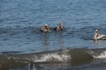 Pair of pelicans swimming in the ocean Royalty Free Stock Photo