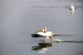 A pair of pelicans take off from the lake water in Israel