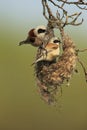 Pair of Penduline building hid nest on branch