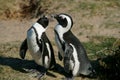 Pair of Penguins