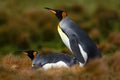 Pair of penguins. Mating king penguins with green background in Falkland Islands. Pair of penguins, love in the nature. Beautiful