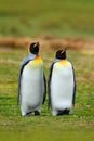 Pair of penguins. Mating king penguins with green background in Falkland Islands. Pair of penguins, love in the nature. Beautiful