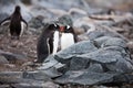 Pair of penguins resting quietly behind a rock with the third penguin on the background Royalty Free Stock Photo