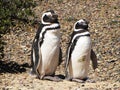 Pair of penguins standing on the ground in Puerto Madryn, Argentina.