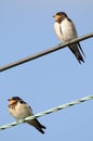 Pair of perched juvenile Barn Swallows Royalty Free Stock Photo