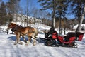 Chestnut Percheron Horses Pulling a Sleigh in the Winter