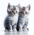 Perfect Pair of Kittens on a White Background - Generative AI