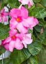 Pair of periwinkle flowers with light pink petals