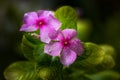 Pair of Periwinkle or Vinca Minor