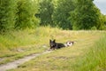 Pair of pet border collie herding dogs ball playing ball in the park