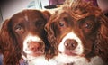 Pair of pet dogs faces closeup next to each other looking at camera