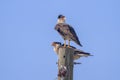 Two Crested Caracaras Perched On An Electrical Post Royalty Free Stock Photo