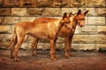 Pair of Pharaoh dogs Royalty Free Stock Photo