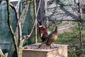 pair of pheasants on a farm in a cage