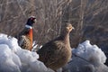 Pair of Pheasants, Phasianus colchicus mongolicus