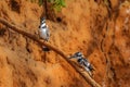 A pair Pied Kingfisher Ceryle rudis sitting on a branch above the Nile, Murchison Falls National Park, Uganda. Royalty Free Stock Photo