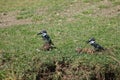 Pair of pied kingfishers Ceryle rudis in the riverside of the Hiran river.