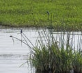 Pair of pied kingfishers perched on water reeds of river marshland