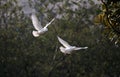 a pair of pigeon, dove Royalty Free Stock Photo