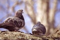 Pair Of Pigeons Royalty Free Stock Photo