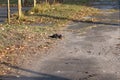 A pair of pigeons bask in the sun on a cold day. Copy space - autumn concept, romance, love Royalty Free Stock Photo