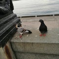 Crimea, Yalta pigeons on the embankment