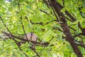 A pair of pigeons cooing among tree branches in the spring. Concept of love