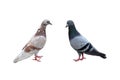 Pair of pigeons male and female isolated on white background