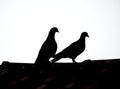 A pair of pigeons on the roof, pigeon shadow