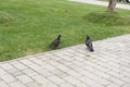 A pair of pigeons sit outside and watch each other before action Royalty Free Stock Photo
