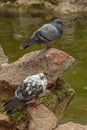 Pair of pigeons on the stones. White dove looks at another