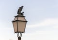 Pair of pigeons on top of a lamppost Royalty Free Stock Photo