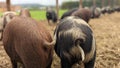 A pair of Pigs with curly tails standing together Royalty Free Stock Photo