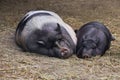 Pair of pigs are taking a nap