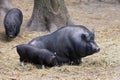 Pair of pigs are taking a nap