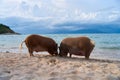 A pair of pigs walking and swimming in the sea on an exotic beach. Luxurious vacation concept