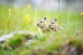 pair of pikas in grass, one calling