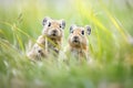 pair of pikas in grass, one calling