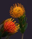 Pair of pincushion protea blossoms surrealistic vintage macro on blue background Royalty Free Stock Photo