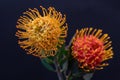 Pair of pincushion proteas macro on blue background