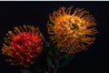 Pair of pincushion proteas surrealistic vintage macro on dark blue background