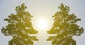 Pair of pine tree silhouette in light of pale sun