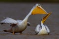 Pair of Pink-backed Pelicans interacting. Royalty Free Stock Photo